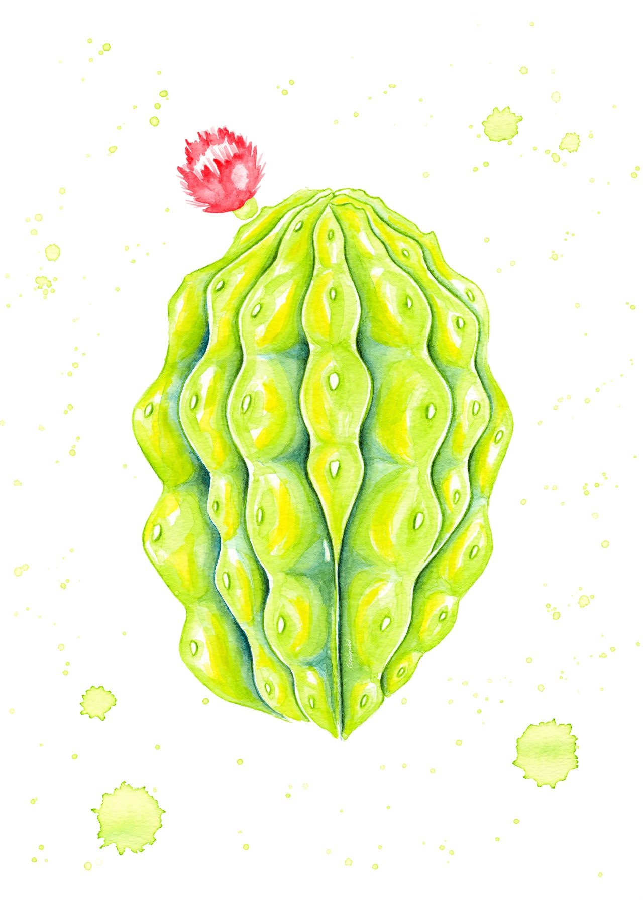 Crested Easter Lily Cactus Watercolor Illustration