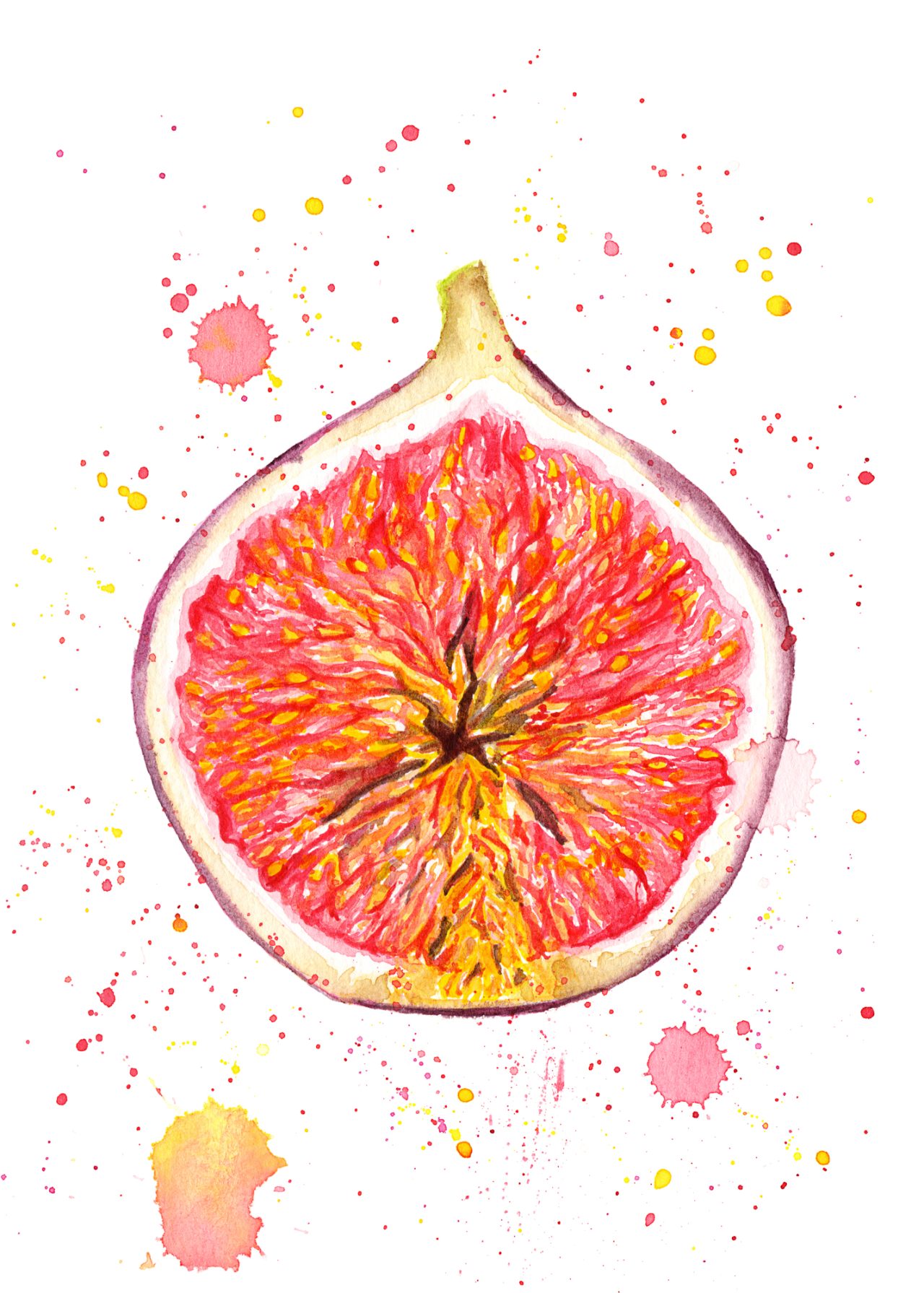 Fig Watercolor Illustration