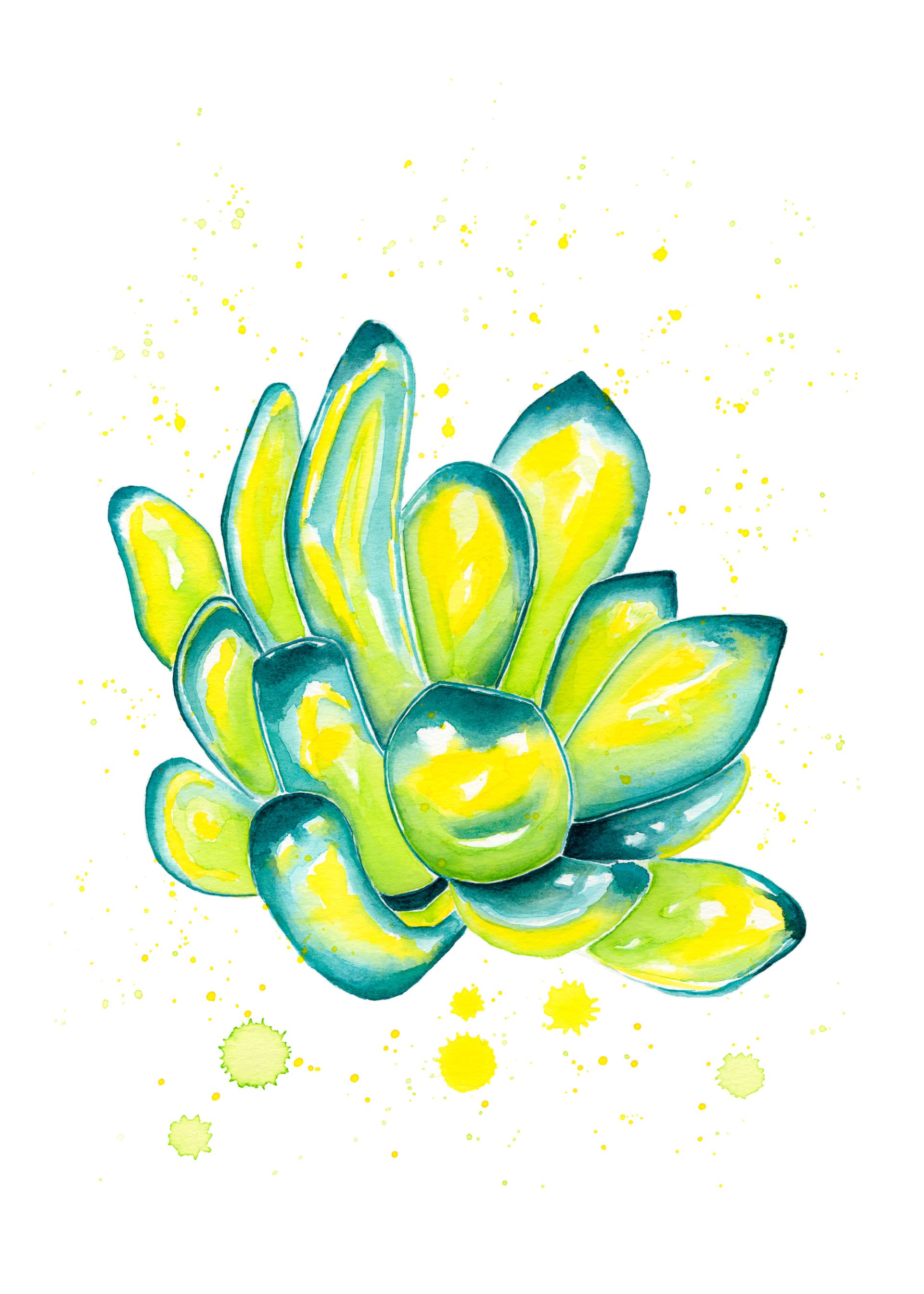 Pachyphytum Cactus Watercolor Illustration